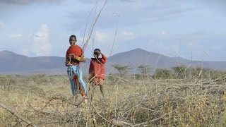 Plant Some Pawpaw and Lift A Goat Surprising Ways to Combat Climate Change in Kenya [upl. by Ayhdiv581]