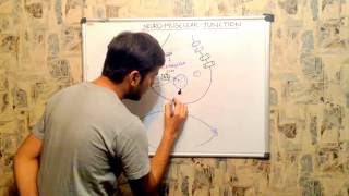 NEUROMUSCULAR JUNCTION MECHANISM [upl. by Fortier65]