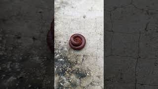 Millipede millipede shortvideo nature original creepycrawlers [upl. by Musa]