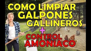 como limpiar un gallinero galpon controlando amoniaco malos olores seguro facil [upl. by Bushore395]