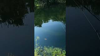 Wariat😂 szczupak fishing pike shortvideo shorts wędkarstwo [upl. by Feriga]