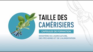 Taille des camérisiers  les outils nécessaires et leur entretien [upl. by Ezaria552]