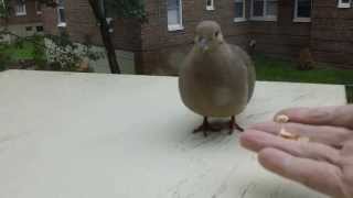 How I Did Domesticate a Mourning Dove in Few MinutesHD [upl. by Ajnek]