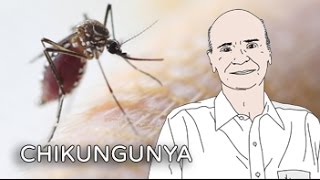 Alerta Chikungunya  Coluna 12 [upl. by Ephrem]