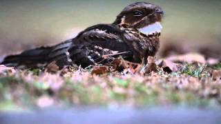 Largetailed nightjar Caprimulgus macrurus [upl. by Anaizit474]