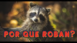 TOP 17 CURIOSIDADES SOBRE MAPACHES Y EL POR QUÉ ROBAN [upl. by Rizzo]