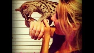 Pets 101  The Spotted Genet Khira featured on Animal Planet [upl. by Paulson]