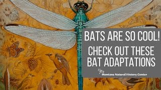 Amazing Bat Adaptations [upl. by Kaasi]