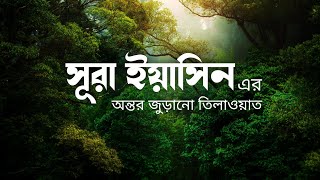 সূরা ইয়াসিন এর অন্তর জুড়ানো তিলাওয়াত । Heart Touching Recitation of Surah Yasin with Translation [upl. by Chivers]