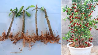 Growing Cherry Trees from Cuttings simple at home [upl. by Scrivings606]