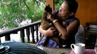 THAILAND  Amazing Encounters  From Mae Hong Son to Mae Sot [upl. by Whitehurst170]