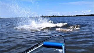 Large Group of Manatees Charge Towards Transparent CanoeKayak [upl. by Torrance]