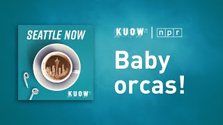 Baby orcas Full Episode  Seattle Now [upl. by Yllek]