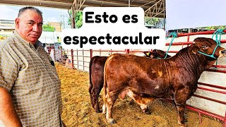 🐴 CABALLOS BAILADORES 🎡 FERIA GANADERA DE CULIACÁN 💯 [upl. by Hattie]