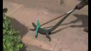 Monitor Lizard vs Hotel Staff in gambia [upl. by Yate]