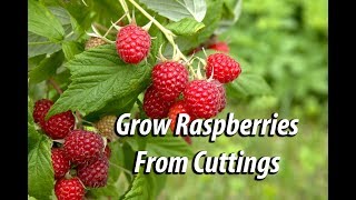 How To Grow Raspberry Bushes From Cuttings Easy and Free [upl. by Imekawulo]