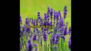 LAVENDER MEANING IN HINDI WITH PICTURE LAVENDER MATLAB KYA HAILavender Ke Fool matlab kya hai [upl. by Ardnassac]