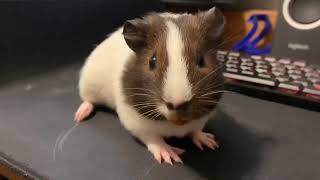 Very Excited Guinea Pig Gets A Boop To Her Snoot [upl. by Wojcik]