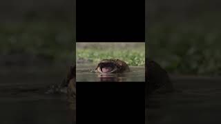 Beelzebufo introduction Prehistoric planet edit prehistoric dinosaur frog edit documentary [upl. by Redliw]