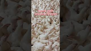 Broiler murgi palon kore income korunব্রয়লার পালন করে প্রতিমাসে লাখ টাকা আয় করার সুযোগ chicken [upl. by Aggi]