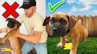 Puppy Training How To Potty Train Your Puppy In 4 Days 10 Week Old Puppy Potty Training [upl. by Buskus]