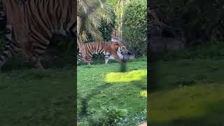 Tiger Roaring at Disney’s Animal Kingdom [upl. by Neerom]