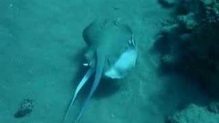 Blue Spotted Stingrays [upl. by Karrah]