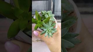 Mostrando mudas de suculentas plantas de fácil cultivo [upl. by Irehs877]