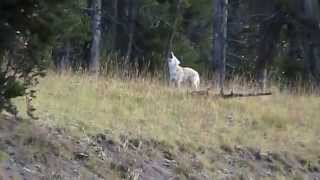 Howling coyotes in Yellowstone [upl. by Ylla]