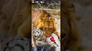 क्या Barbary Lion Tiger को मार सकता है 🤔🤯 By info fact News [upl. by Huoh157]