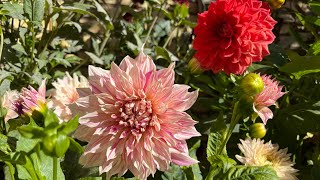 Dahlia Year2Update my dahlias garden on 1909 autumn is coming soon ดอกรักเร่สวีเดน🇹🇭🇸🇪 [upl. by Ninel]