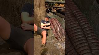 Fueron mas grandes que con los Ciempiés 😱 Arthropleura animales prehistoria gigante [upl. by Sirehc]