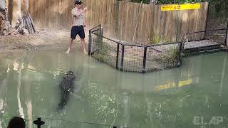 AUSTRALIA QUEENSLAND Crocodile Attack Show 1 [upl. by Girovard374]