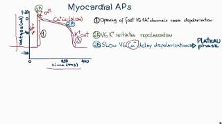 Action Potentials in Cardiac Myocytes or cardiac potential [upl. by Ennavoj]