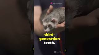 Regrowing Teeth science dentistry medicine biology sciencefacts shortsfeed short subscribe [upl. by Sophi324]