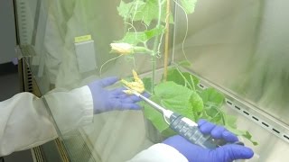 Phytotron facelift facilitates cuttingedge research on plants  Science Nation [upl. by Eirrab263]