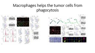 M1 Macrophages helps tumor cells from phagocytosis Code 659 [upl. by Schmitz]