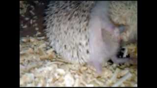 My Hedgehogs Mating [upl. by Nolrah]