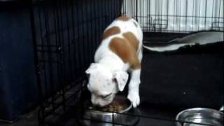 American Bulldog VS Old English Bulldog Leavitt [upl. by Eisler]