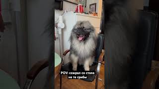 Гром и подозрительная морда кеесхонд keeshond dog pets [upl. by Ecirehs]