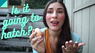 How to tell if your chicken eggs are fertile [upl. by Ayotol]