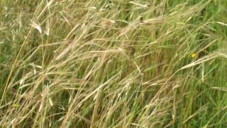 Another Field of Aviv Barley  Jordan Valley  12 March 2010  NehemiasWallcom [upl. by Ennaesor]