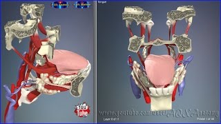 Tongue Muscles amp Parts  3D Human Anatomy  Organs [upl. by Berglund187]