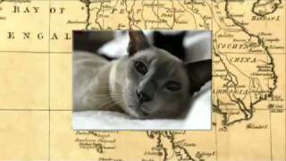 Cats 101 Siamese [upl. by Klingel]