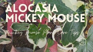 How To Care For Alocasia Xanthosoma Mickey Mouse Plant with English SUB [upl. by Crary]