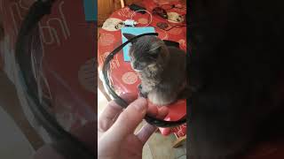 Will Nebelung cat wear sunglasses cat cute animals catlover pets kitten funnycats kitty [upl. by Hnil]