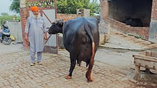 Deol Dairy Farm Valtoha ਦਿਓਲ ਡੇਅਰੀ ਫਾਰਮ ਵਲਟੋਹਾ ਵਾਲਿਆਂ ਦੀਆਂ ਨੀਲੀ ਰਾਵੀ ਮੱਝਾਂ [upl. by Eseela]