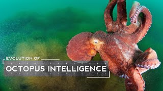 How Octopuses Evolved to be Intelligent [upl. by Nela]