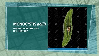 Monocystis agilis  General features and life history ias ncert biology protozoa neet [upl. by Mckinney]