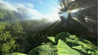 Floresta 3D Forest HD God Ray color correction animated trees and animals [upl. by Natalie]